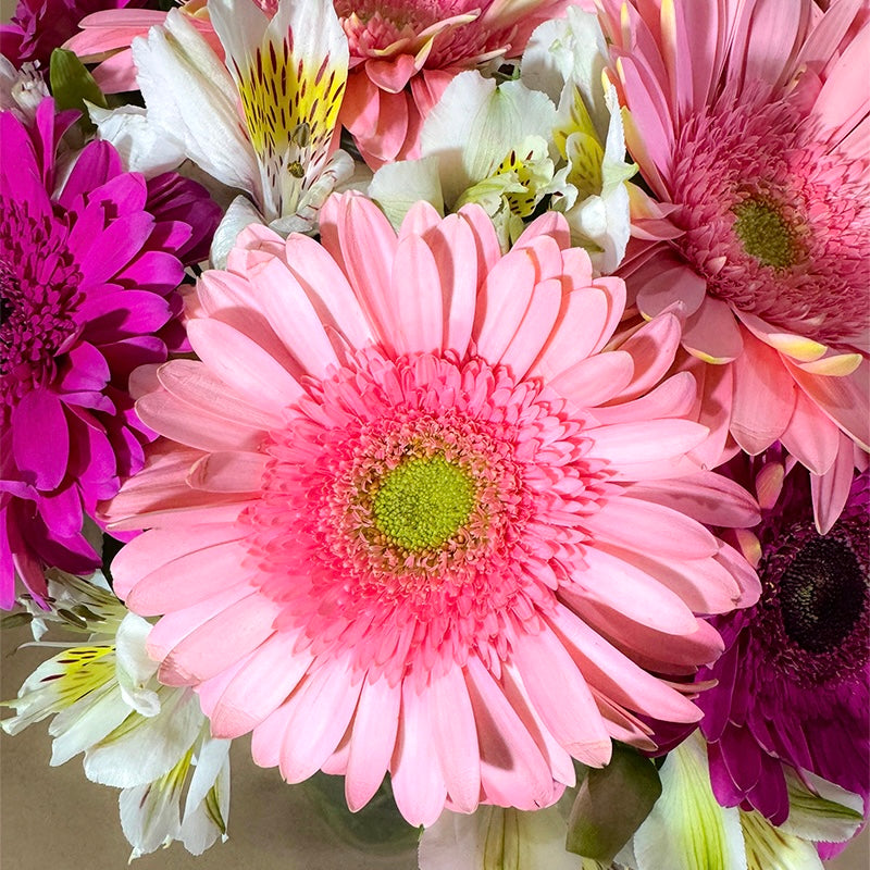Arreglo de 12 gerberas rosas y fucsia con astromelia