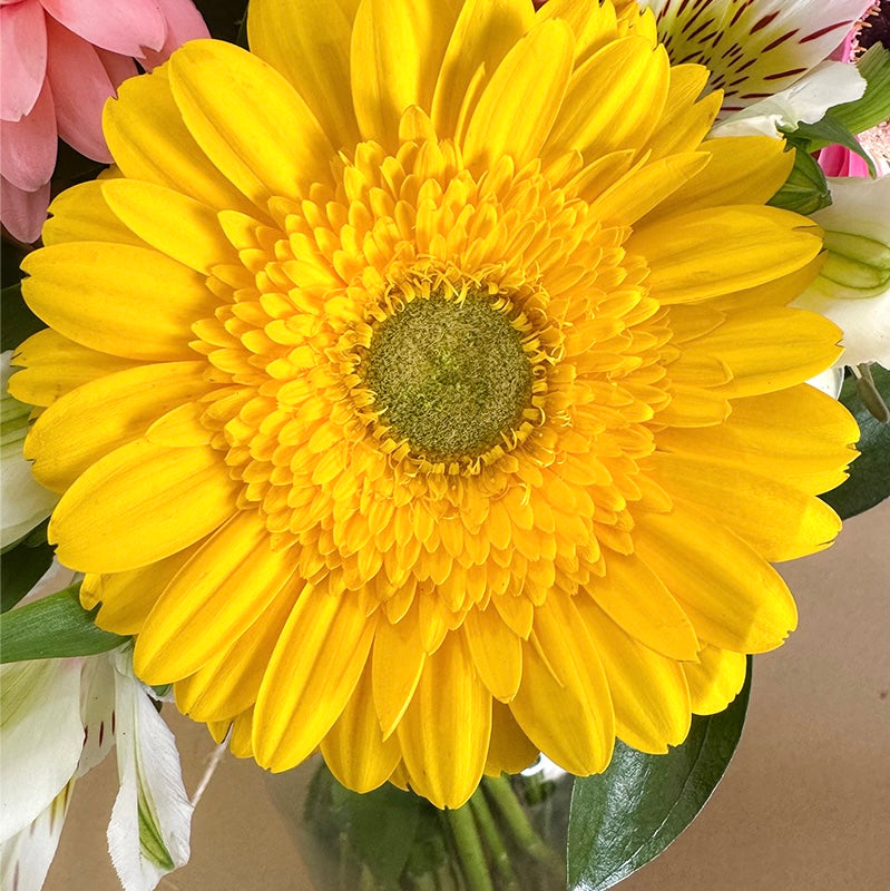 Arreglo de 12 gerberas coloridas con astromelia