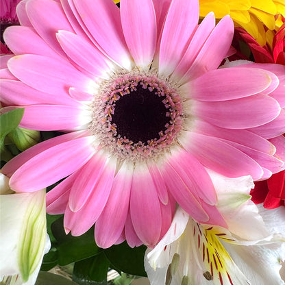 Arreglo de 12 gerberas coloridas con astromelia